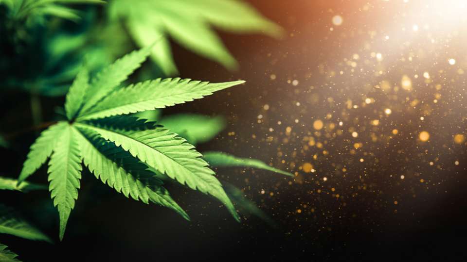 Cannabis’ Role in Society