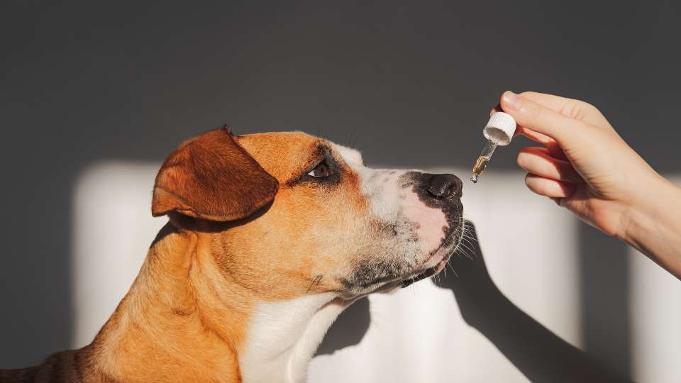 CBD For Pets