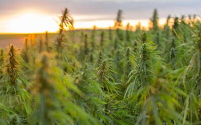 Natural Advantages of CBD