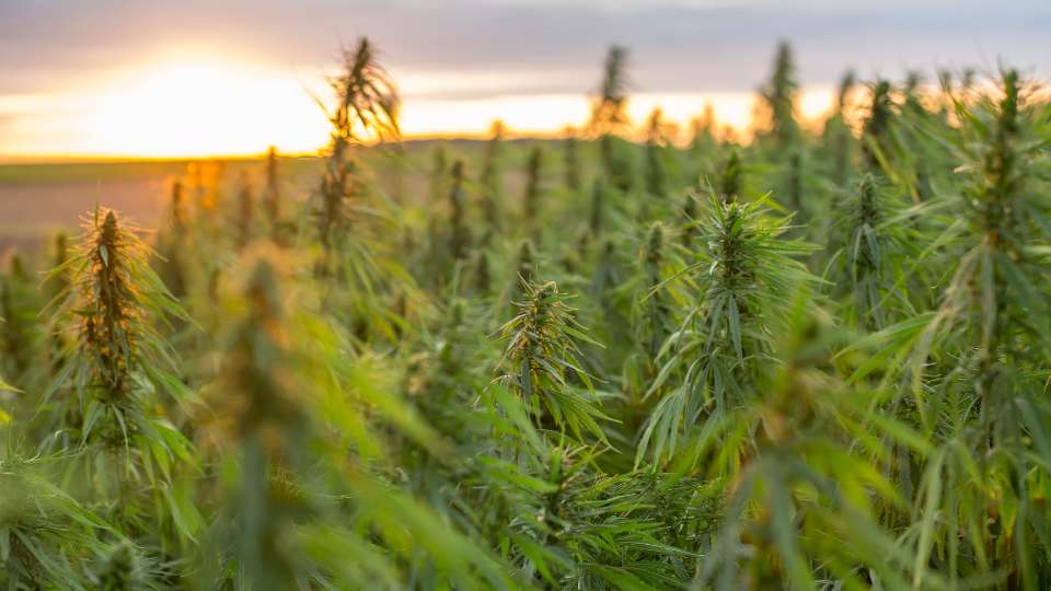 Natural Advantages of CBD