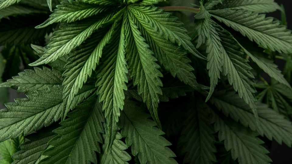 Herbology and the Future of the Cannabis Realm